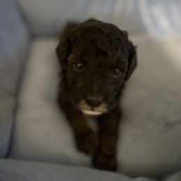 Teddy - Black male Poodle puppy in Patterson, New York from Pixie Poodles