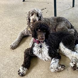 Labradoodle Puppies from Molly’s Doodles