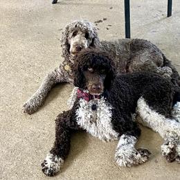 Labradoodle Puppies from Molly’s Doodles