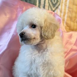 Pink Satin Girl - White female Poodle puppy in Kingston, Oklahoma from Tribal Poodles
