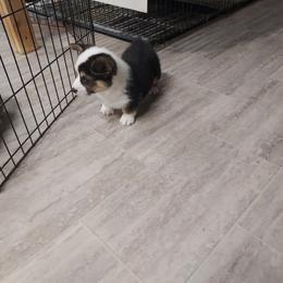Boy 2 - Black and tan male Pembroke Welsh Corgi puppy in Tucson, Arizona from Sierrita Mountain Corgis