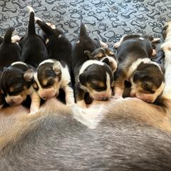 Harrier Puppies from Darkfire Harriers