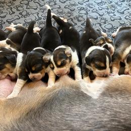 Harrier Puppies from Darkfire Harriers