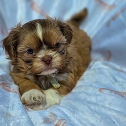 Willow June (Honeydew) - Mint Green Collar - Gold female Shih Tzu puppy in Troy, Ohio from Oodles of Doodles
