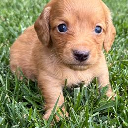 Badger - Red male Dachshund puppy in Salem, Oregon from Longdox Mini Dachshunds