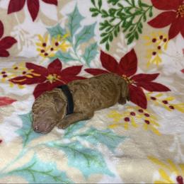 Black Collar Male - Red  male Goldendoodle puppy in Pasadena, Texas from Knightsbane Standard Poodles