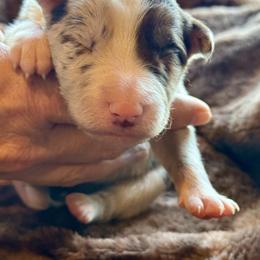 Biscuit - Red merle male Border Collie puppy in East Ellijay, Georgia from Nine Peaks Border Collies