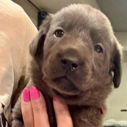 Red- Charcoal Female - Charcoal female Dilute Retriever puppy in Marion, Illinois from Summer Lovin’ Labradors of Southern Illinois
