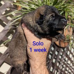 Solo - Black and silver male German Shepherd puppy in Olean, New York from F&B Kennels