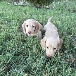 Daisy and Lavender - Cream female Dachshund puppy in Hawley, Texas from Little e Dachshunds