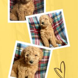 Lady - Red  female Goldendoodle puppy in Bluefield, Virginia from Love on a Leash