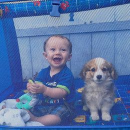 American Corgi and Pembroke Welsh Corgi Puppies from Parker Corgis