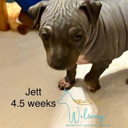 Jett - Red collar boy - Black tan and white male American Hairless Terrier puppy in Smith Center, Kansas from Wilsong Kennel