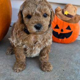 Pepper - Brown male Cavapoo puppy in Syracuse, Utah from Just Doodling Dogs