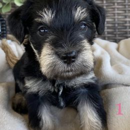 Miniature Schnauzers from Hilltop Mini Schnauzers