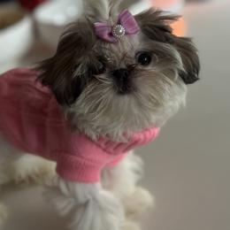 Sadie - Black gold and white female Shih Tzu puppy in Kent, Washington from Exclusively Shih Tzu's LLC