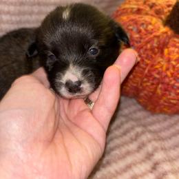 Sophia - Brindle and white female American Corgi puppy in Madison, North Carolina from Montgomery Corgis