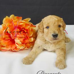 Pineapple - Apricot female Goldendoodle puppy in Mancelona, Michigan from Lavender poodles & doodles