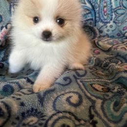 Pomeranian Puppies from Brandi’s Pomeranians