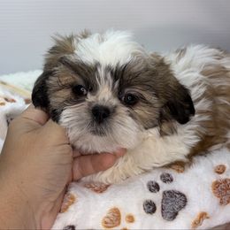 PB - Black gold and white female Shih Tzu puppy in Middleborough, Massachusetts from Shih Tzu Pups