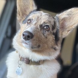 American Corgis and Pembroke Welsh Corgis from Velvet Corgis