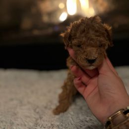 Chestnut - Apricot male Goldendoodle puppy in Noblesville, Indiana from R and H Doodles