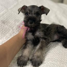 Rumí - Salt and pepper female Miniature Schnauzer puppy in San Diego, California from KMS-Miniature Schnauzers