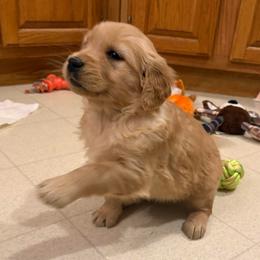 Trixie - Golden female Golden Retriever puppy in Grant County, Indiana from On The Sunny Side Pavey Farms