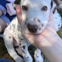 Dalmatian Puppies from Whispered Spots Dalmatians