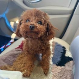 Angel - Poodle