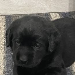 Labrador Retriever Puppies from Mystic River Labradors