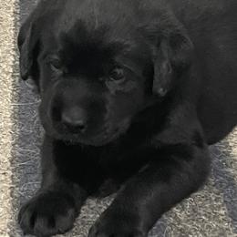 Labrador Retriever Puppies from Mystic River Labradors