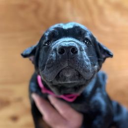 Magenta - Black female Cane Corso puppy in Paris, Texas from Knucklehead Cane Corso