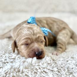Miss Turquoise - Apricot female Australian Labradoodle puppy in Wake Forest, North Carolina from Lucky Country Labradoodles