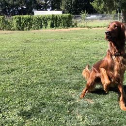 Irish Setters from Royal Redheads Irish Setters
