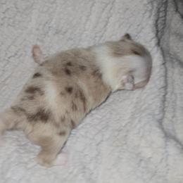 Pearl - Chocolate merle female Pomeranian puppy in Angleton, Texas from Pomeranian Palace, LLC
