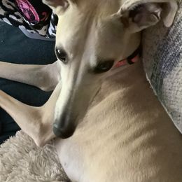 Whippet All Grown Up from Timbreblue Whippets