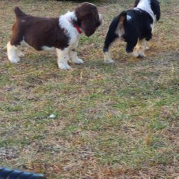 English Springer Spaniel Puppies from Savannah River Springers