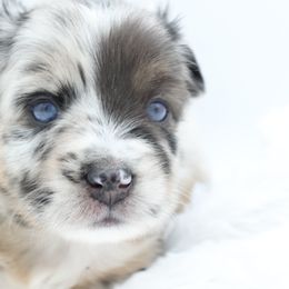 Annabeth (Reya) - Blue merle Miniature Australian Shepherd puppy in Ocala, Florida from Silver River Mini Aussies