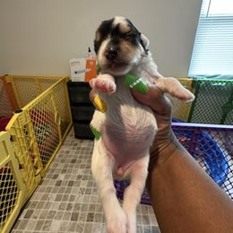 Miss Parti - Parti female Yorkshire Terrier puppy in Richmond, Virginia from Kizzie's Yorkies