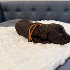 Orange - Liver female Boykin Spaniel puppy in Pearland, Texas from Double Shot Boykins