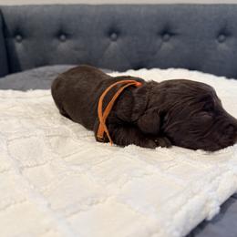 Orange - Liver female Boykin Spaniel puppy in Pearland, Texas from Double Shot Boykins
