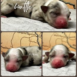 (2) Wattle - Blue merle male Miniature Australian Shepherd puppy in Huntington, Texas from JKKJ Farms