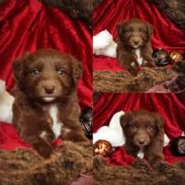 Australian Shepherd Puppies from AussieLand Shepherds