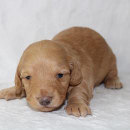 Ducky - Red male Dachshund puppy in Powderly, Texas from Kuttin’ Up Mini Aussies