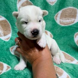 AKC Alvin - White male Siberian Husky puppy in Centreville, Maryland from Huskies By the Bay