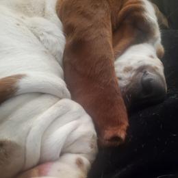 Zeppelin - Basset Hound