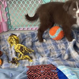 Australian Shepherd Puppies from Forgotten Coast Australian Shepherds