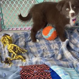 Australian Shepherd Puppies from Forgotten Coast Australian Shepherds