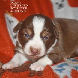 Tommy - Red tri male Miniature Australian Shepherd puppy in Patterson, North Carolina from DreamLine Aussies